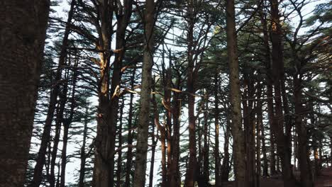 zeitlupe von zedernbäumen im wald, im nationalpark chrea - algerien