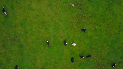 drone ascent revealing dozens of friesian dairy cows grazing placidly in a green pasture
