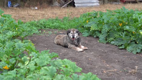 Perro-Descansando-Tumbado-Junto-Al-Campo-De-Calabacines