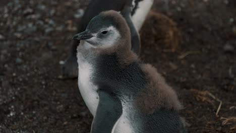 primer plano de un pollito de pingüino de magallanes en un día de viento