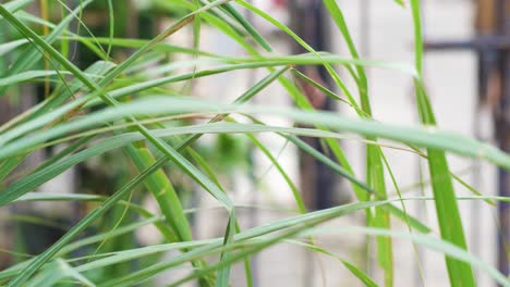 primer plano de hojas verdes arrastradas por el viento