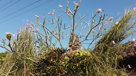 frangipani plumeria flower, tree with clear blue sky, temple background in bali indonesia, sidemen karangasem