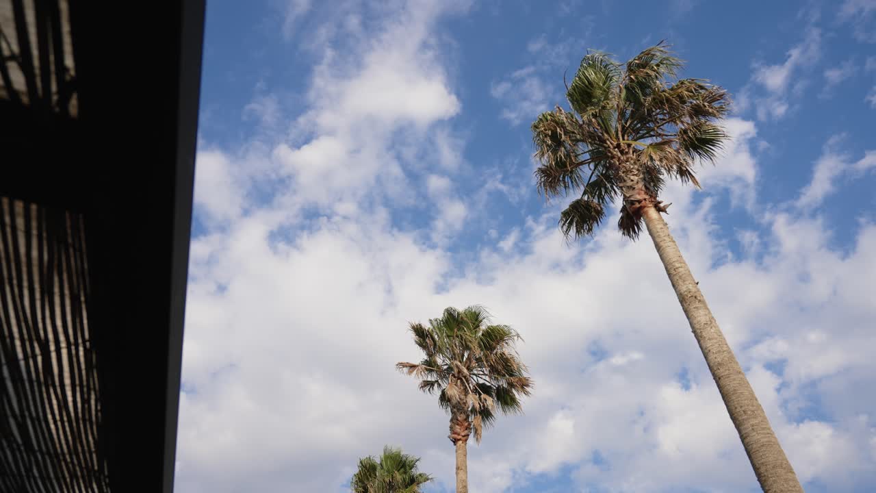 tall palm trees moving gently against bright sky with partial roof shadow