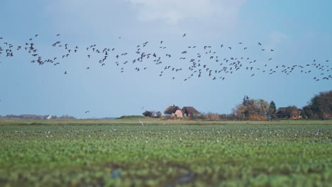 a flock of migrating birds flies above the green rural landscape