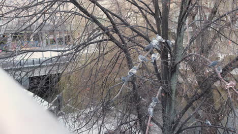 Grupo-De-Palomas-Posadas-En-Las-Ramas-De-Un-árbol-Sin-Hojas-Durante-La-Temporada-De-Invierno-En-Oslo,-Noruega