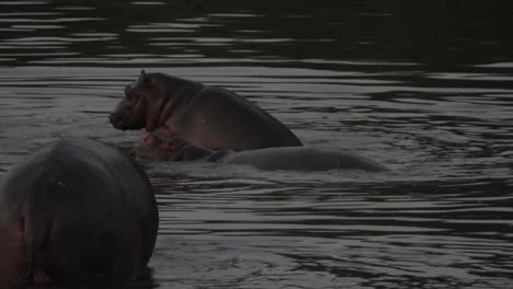 Nilpferd-Paart-Sich-Im-Wasserteich-Bei-Dämmerung