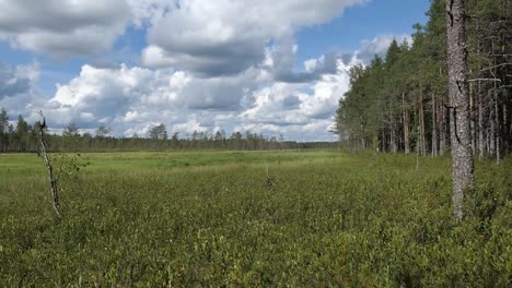Natural-swamp-nature-reserve-wilderness-area,-preserved-national-park,-Finland