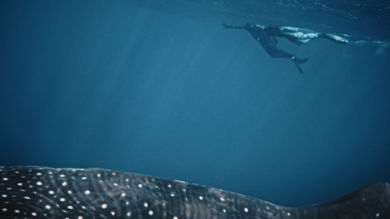 배경에 다이버와 아래에 물고기가 있는 반점이 있는 고래 상어의 상체 전체를 가로지르는 판