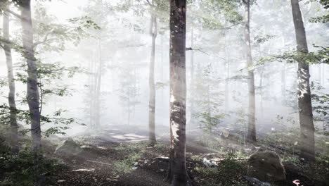 rays-of-sunlight-falling-into-a-misty-forest