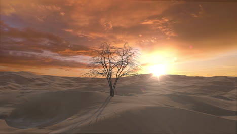 desert landscape with a lone tree at sunset