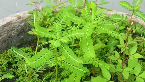 風に吹かれている緑の植物の近く