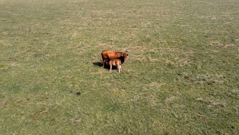 Toma-Aérea-De-Una-Vaca-Alimentando-Al-Ternero-En-Un-Prado