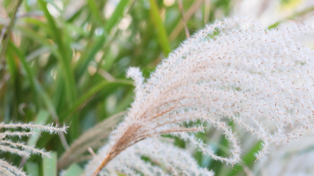 바람에 움직이는 장식 풀의 클로즈업