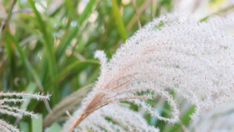 close-up of ornamental grass moving in the wind