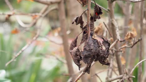 La-Hoja-Está-Dañada-Por-Una-Enfermedad-Fúngica.