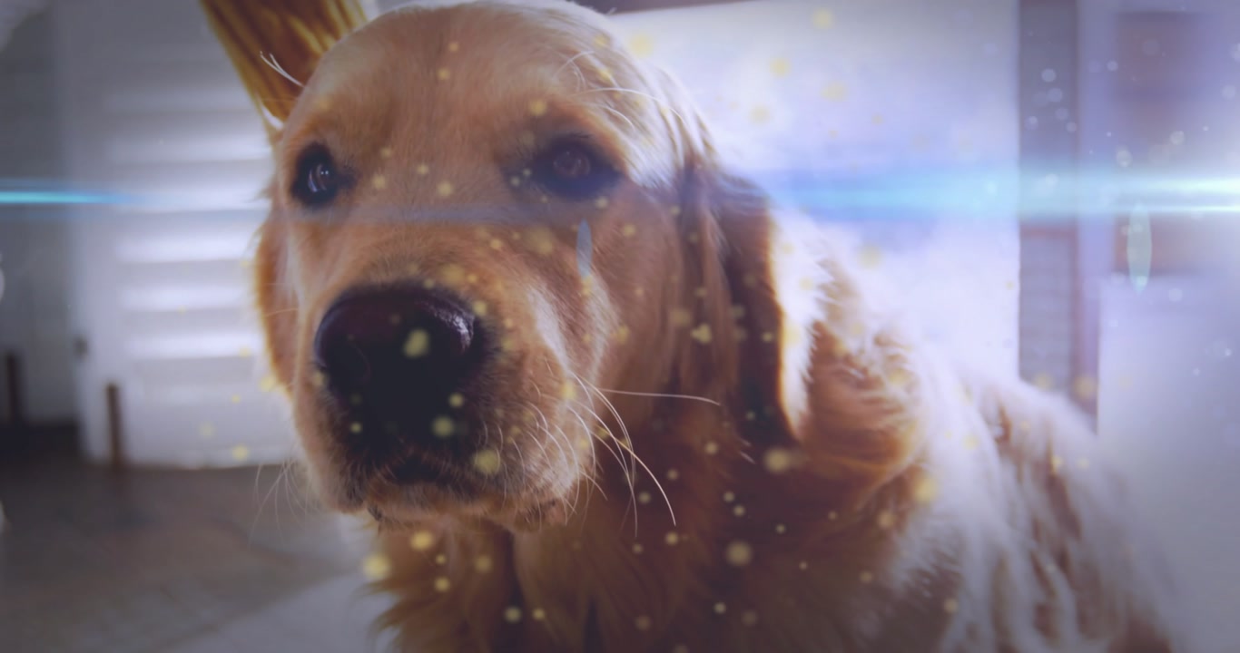 Person entering left reaching down, petting golden dog, dog leaning, camera closing in for comfort