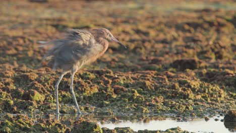 reddish egret ruffling and shaking feathers on a rocky fossilized reef