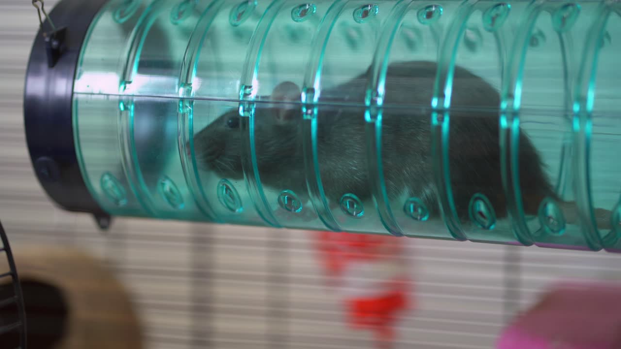 Pet domesticated rat in a play tunnel in cage