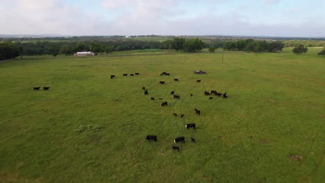 Imágenes-Aéreas-De-Vacas-En-Un-Campo-En-Stonewall,-Texas.