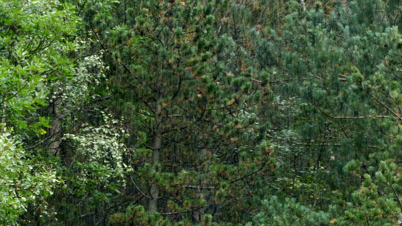 Raining in the forest.