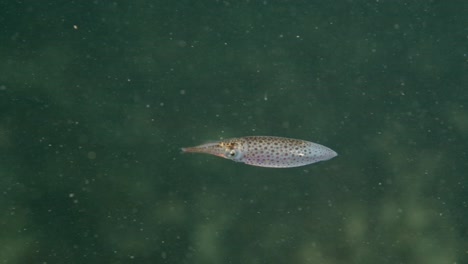 side view of a juvenile opalescent squid