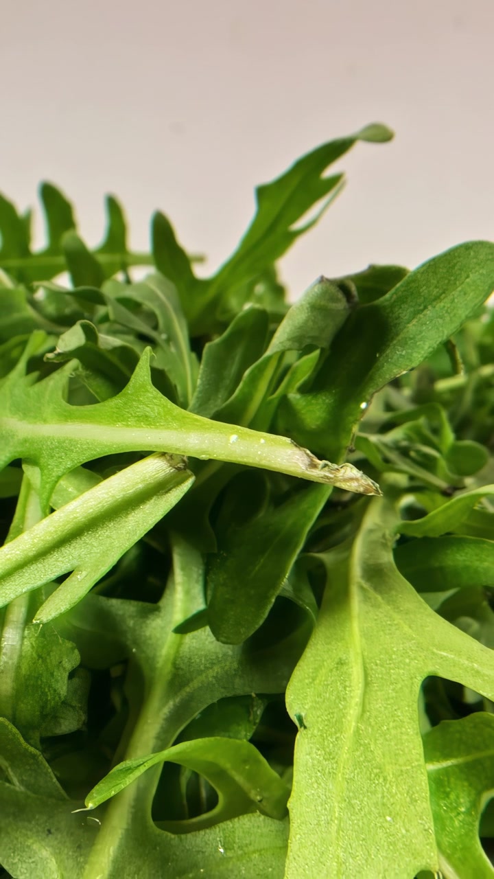 Primo piano di foglie fresche di rucola verde con goccioline d'acqua su sfondo bianco