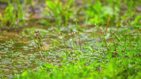 raindrops splash in a puddle in the grass - isolated close up time lapse