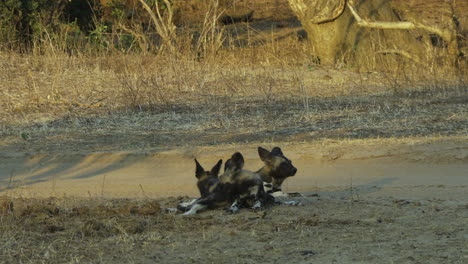 Zwei-Afrikanische-Wildhunde-Ruhen-Am-Nachmittag-Auf-Einer-Freifläche