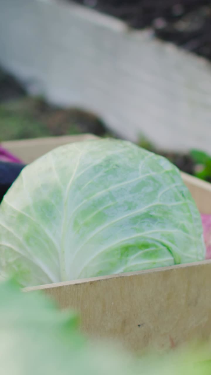 Vertical video: Camera panning revealing cabbage sitting in box by planting bed for market display