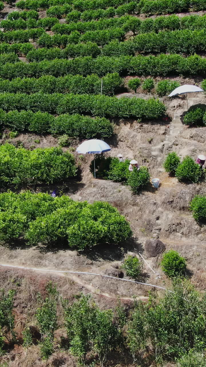 Tea Plantation with Workers and Landslide Damage