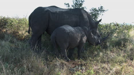white rhinoceros  female with her calf grazing
