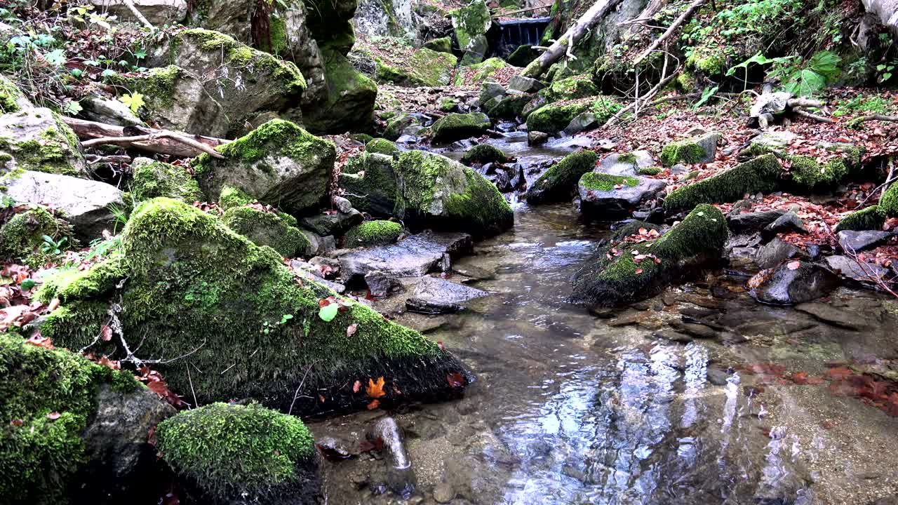 숲 속의 하천. 소리와 함께 자연 루프 배경