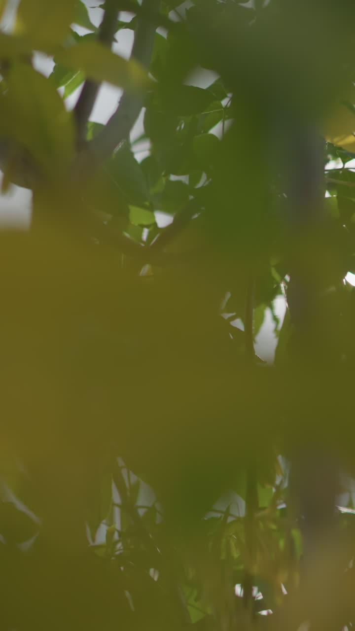 primer plano de hojas verdes de árboles balanceándose suavemente en el viento con la luz del sol filtrándose a través de las ramas, creando un efecto de luz sutil y tonos naturales vibrantes en un entorno al aire libre sereno y fresco