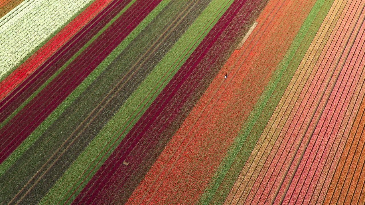 Aerial drone view of blooming tulip fields in the Netherlands