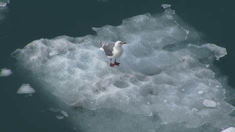 gaviota descansando sobre un gran trozo de hielo, flotando en las aguas de la bahía glaciar en alaska