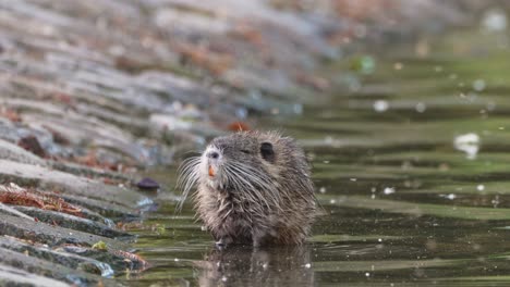 cinematic slow motion shot of a wild juvenile mice, little nutria, myocastor coypus munching on lakeshore surrounded by large swarm of midges flying around