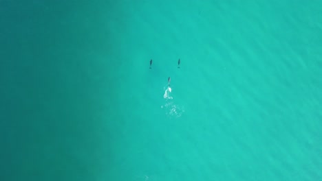 dolphins swimming and playing off australia's coast