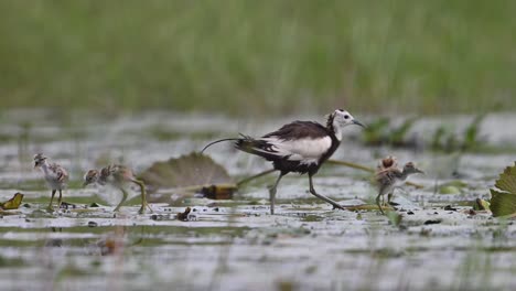 pheasant tailed jacana saving chicks from rain