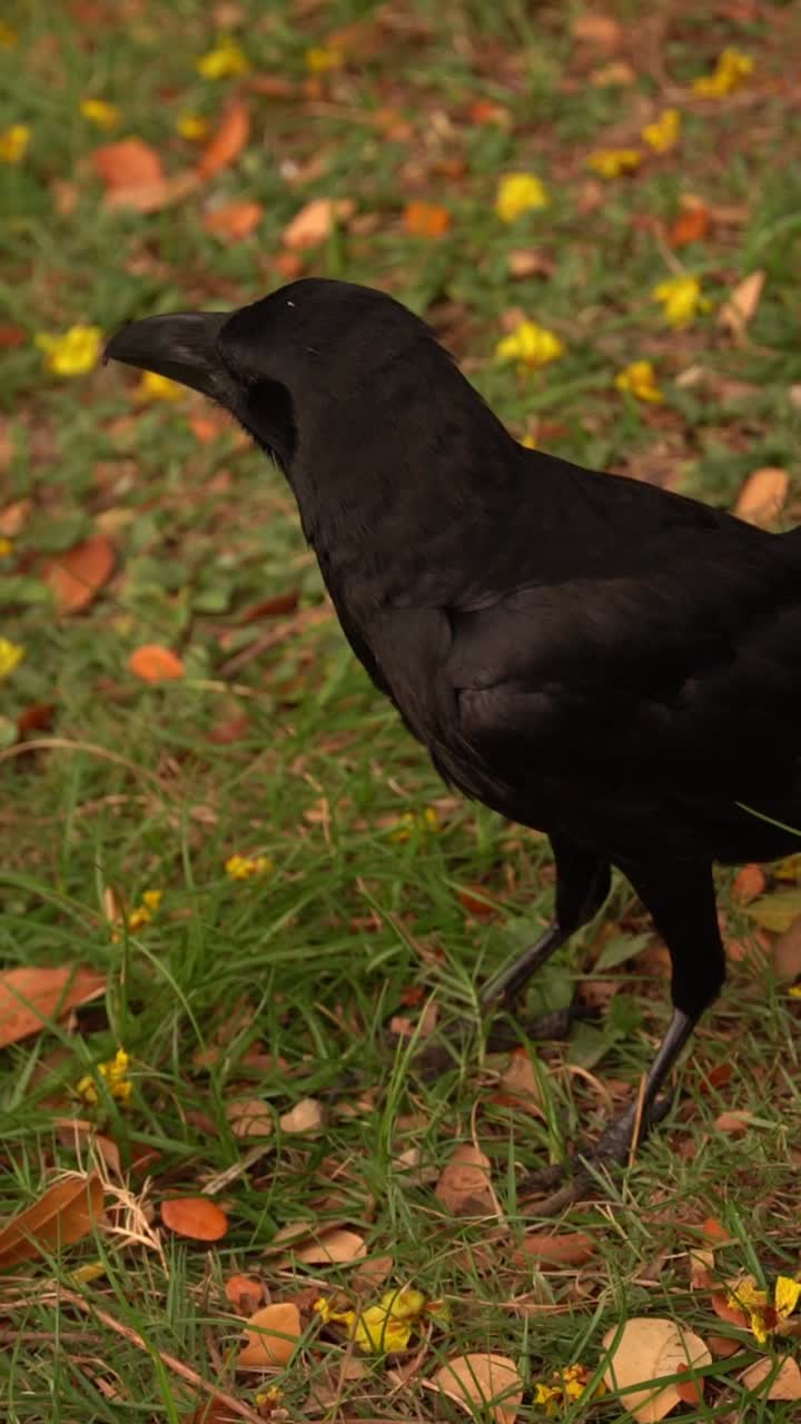 Watch in slow motion as a raven interacts with monitor lizards at Lumphini Park, Bangkok, capturing the wildlife in this vibrant city park.