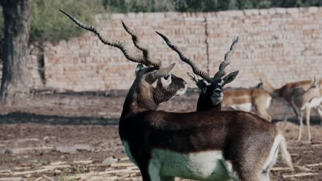 pair of spiral horned elands in pakistan