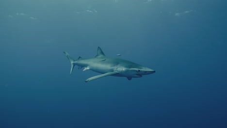 gran tiburón azul con peces pequeños a su alrededor nadando más cerca del buzo en cámara lenta