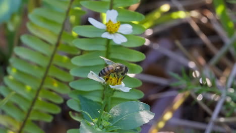 macro closeup of bee on wild white flower collecting pollen among green ferns in daylight