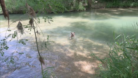 A-Belgian-Malinois-dog,-also-known-Belgian-shepherd,-swims-and-plays-at-a-river-in-Spain