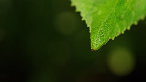 gotas de rocío en una hoja