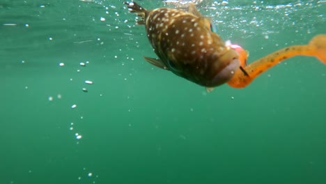 Small-calico-seabass-caught-on-jig-lure-struggles-at-surface-of-water