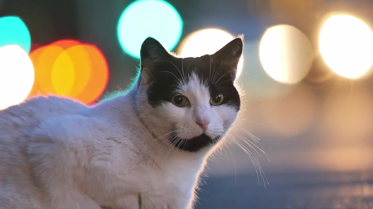 Filmato 4K di un gatto in un ambiente urbano, circondato da luci abbaglianti.