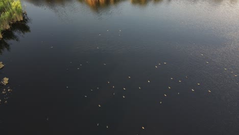 Cañas-Lago-Drone-Pájaro-Maravilloso