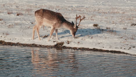 fallow deer eats grass next to the river on a winter sunny day in the netherlands