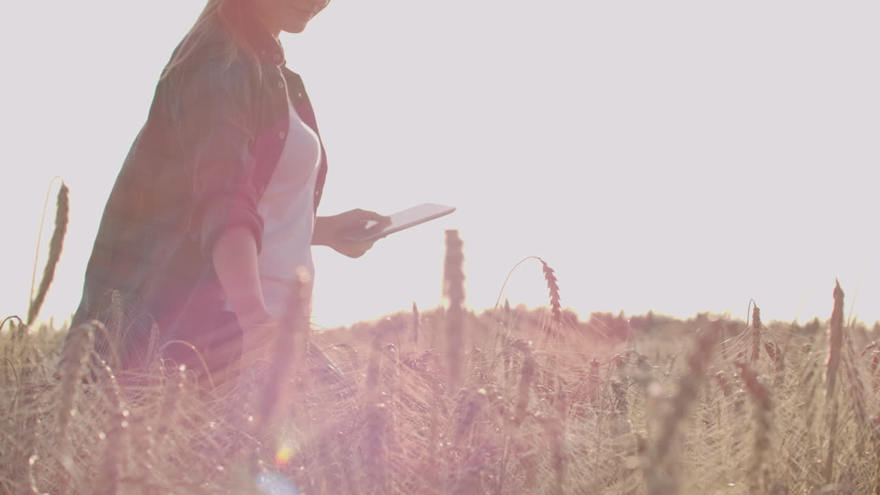 una mujer granjera con un sombrero y una camisa a cuadros toca los brotes y semillas de centeno examina y introduce datos en la tableta está en el campo al atardecer.