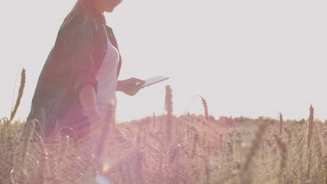 Una-Campesina-Con-Sombrero-Y-Camisa-A-Cuadros-Toca-Los-Brotes-Y-Las-Semillas-De-Centeno,-Examina-E-Ingresa-Datos-En-La-Tableta-Que-Se-Encuentra-En-El-Campo-Al-Atardecer.